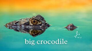 be friends with crocodiles