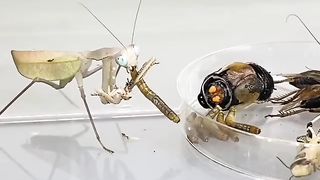 The African mantis decides to swallow the flour worm with appetite.