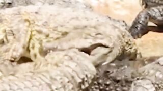 Amazing And Interesting facts About CROCODILE