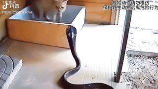 Look at the powerful moments of those cats