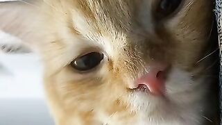 My cat animals