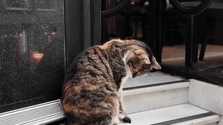 nice cat 2