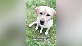 Funniest Animals 2023 | Family vid.