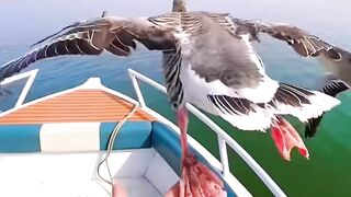 Beautiful geese flying near these people's boat