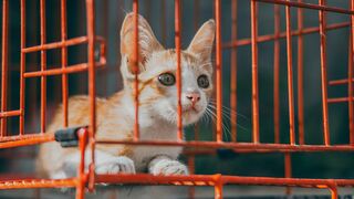 Baby Crazy Cat in a Cage