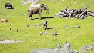 Who knew elephants were so goofy! ❤️️????