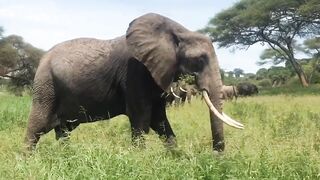 The elephant is eating grass