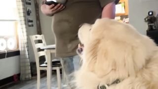 Funny dogs want to get another.