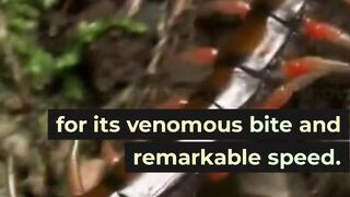 Giant Centipede Revealed: Unraveling the Astonishing Speed and Venomous Bite