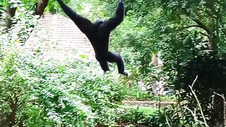 The monkey at the zoo is having fun hanging from the rope