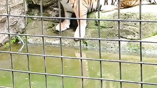 a tiger at the zoo is drinking water