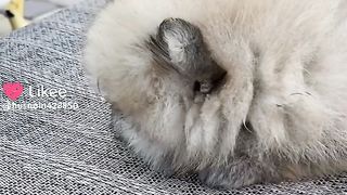 Cute ???? dog ????????