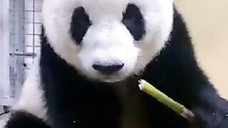 Panda eats bamboo as it is delicious