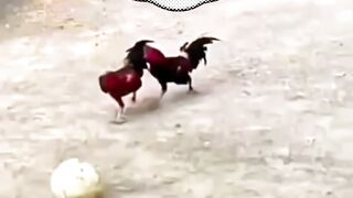 Football amatir