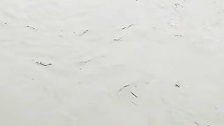 Barish se nala le le