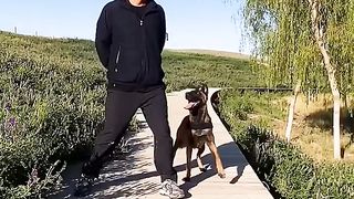 Watch the best trained dog out there!