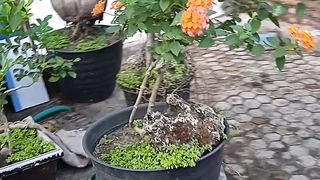 green house