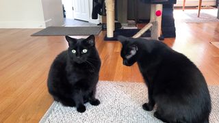 Cat black 2