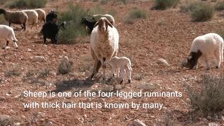 Sheep and their understanding