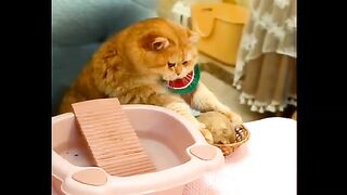 Cat ???? 5