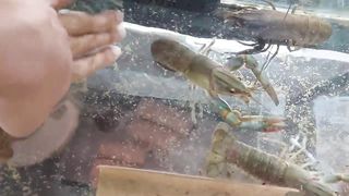 Kayang Kumita ng 60,000_Month dahil sa Crayfish_ How