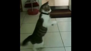 Kungfu master