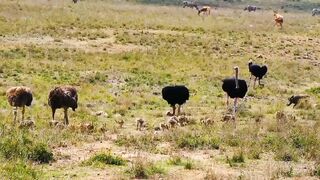 MOST AMAZING BIRDS IN WORLD | 4K ULTRA HD | BEST RELAX NATURE | #NATURE
