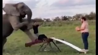 Un éléphant léger qui ne fait pas le poids
