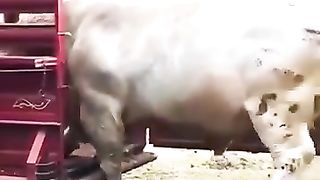 the biggest cow in the world