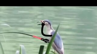fishing birds in the river