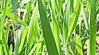 Morning Meditation | Relaxing Video | #viralshorts #nature