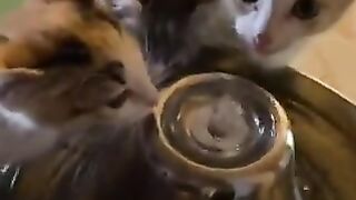 Cat drinking water 2
