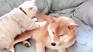 Cat giving a dog a massage