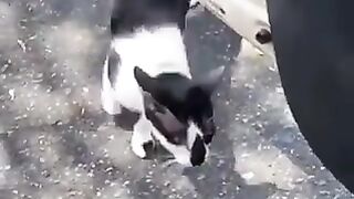 Cat chasing its owner