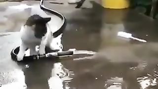 A cat that wants to turn off the water