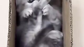 Kitten in a Box