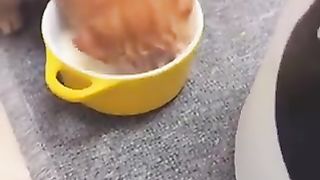 Dirty cat drinking milk