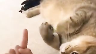 Cat imitating its owner