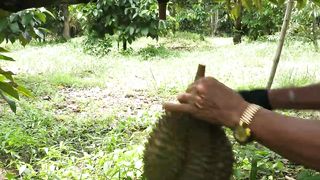 process of harvesting durian fruit in durian garden - Thai street food
