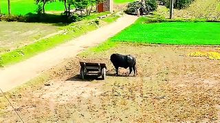Village,life,