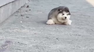 Funny animals |Funny cats