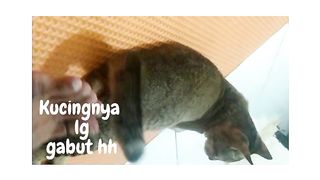 Animal 27