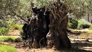Garden of Gethsemane Jerusalem
