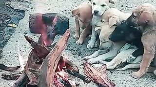 Funny dogs 15