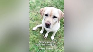 Try Not to Laugh at These Funny Dog Videos ???????? - Funniest Animals 2023