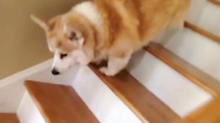 Baby Dogs ???? Cute and Funny Dog Videos Compilation #4 | 30 Minutes of Funny Puppy Videos 2023