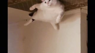 i can fly