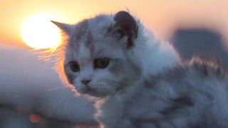 cat and sunsest