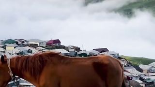 Мой любимый лошот