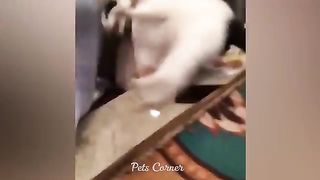 Animaux les plus drôles 2023 ???? Meilleurs chats et chiens drôles ???????? Partie 39